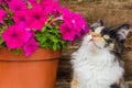 Young tricolor fluffy kitten and petunia. Adorable white-red, black cat Royalty Free Stock Photo