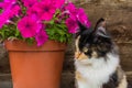 Young tricolor fluffy kitten and petunia. Adorable white-red, black cat Royalty Free Stock Photo