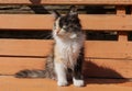 Young tricolor fluffy kitten sits on a bench outdoors. Charming white and red, black cat Royalty Free Stock Photo