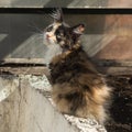 A young tricolor fluffy kitten sits in a garden bed in a greenhouse. Adorable white-red, black cat Royalty Free Stock Photo