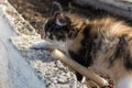 A young tricolor fluffy kitten walks through the beds in the garden outdoors. Adorable white-red, black cat Royalty Free Stock Photo