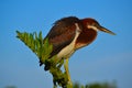 Young Tricolored Heron (Egretta tricolor) perched on branch. Royalty Free Stock Photo