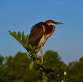 Young Tricolored Heron (Egretta tricolor) perched on branch. Royalty Free Stock Photo