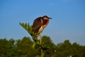 Young Tricolored Heron (Egretta tricolor) perched on branch. Royalty Free Stock Photo