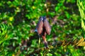 Young Tricolored Heron (Egretta tricolor) perched on branch. Royalty Free Stock Photo