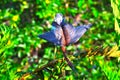 Young Tricolored Heron (Egretta tricolor) perched on branch. Royalty Free Stock Photo