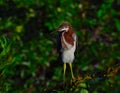 Young Tricolored Heron (Egretta tricolor) perched on branch. Royalty Free Stock Photo