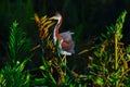 Young Tricolored Heron (Egretta tricolor) perched on branch. Royalty Free Stock Photo