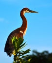 Young Tricolored Heron (Egretta tricolor) perched on branch. Royalty Free Stock Photo