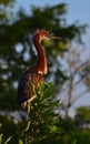 Young Tricolored Heron (Egretta tricolor) perched on branch. Royalty Free Stock Photo