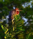 Young Tricolored Heron (Egretta tricolor) perched on branch. Royalty Free Stock Photo