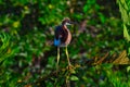 Young Tricolored Heron (Egretta tricolor) perched on branch. Royalty Free Stock Photo