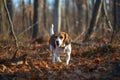 A young tricolour beagle fits well