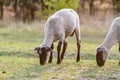 Young trimmed lambs sheep graze in the meadow on a sunny evening. Horizontal orientation. Royalty Free Stock Photo