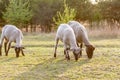 Young trimmed lambs sheep graze in the meadow on a sunny evening. Horizontal orientation. Royalty Free Stock Photo