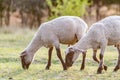 Young trimmed lambs sheep graze in the meadow on a sunny evening. Horizontal orientation. Royalty Free Stock Photo