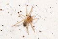 Young Trochosa sp. wolf spider walking on a concrete wall