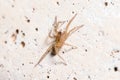 Young Trochosa sp. wolf spider walking on a concrete wall