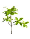 Young Tropical almond tree