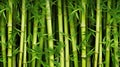 Young tropical bamboo shoots illustration. Tropical forest tree asian jungle Royalty Free Stock Photo