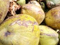 Young tropical coconut ready stock