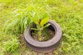 Young tropical `sea almond` tree in recycle used tire