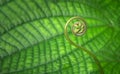 Young tropical spiral fern close-up