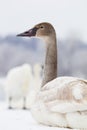 Young trumpeter swan portrait Royalty Free Stock Photo