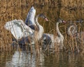 Young Trumpeter swans Royalty Free Stock Photo