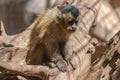 Young Tufted capuchin, cebus apella