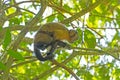 A Young Tufted Capuchin Monkey in the Trees