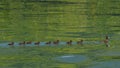 Young tufted duck swimming on the lake