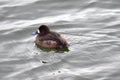 Young tufted duck swimming in the sea water