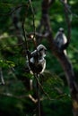 Young tufted gray langur monkey holding onto a branch, backlit photograph Royalty Free Stock Photo