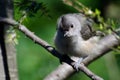 Young Tufted Titmouse All Fluffed Up Royalty Free Stock Photo