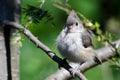 Young Tufted Titmouse All Fluffed Up Royalty Free Stock Photo