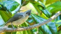 Young Tufted Titmouse on branch