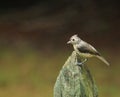 Young Tufted Titmouse-fence post