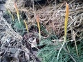 Young tulip sprouts after spring against the background of pine branches and straw Royalty Free Stock Photo