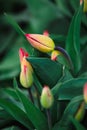 Folded tulips on the green background