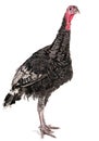 Young turkey Royalty Free Stock Photo