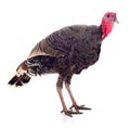 Young turkey bird isolated Royalty Free Stock Photo