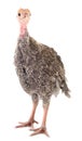 Young turkey bird Royalty Free Stock Photo