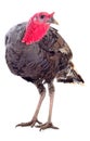 Young turkey bird isolated Royalty Free Stock Photo