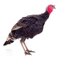 Young turkey bird isolated Royalty Free Stock Photo