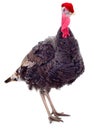 Young turkey bird in a Santa Claus hat Royalty Free Stock Photo