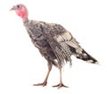 Young turkey bird. Royalty Free Stock Photo