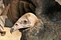 Young Turkey Buzzard Portrait Royalty Free Stock Photo