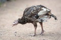 Young turkey chick Royalty Free Stock Photo