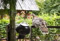 Young turkey chick sitting on the fence